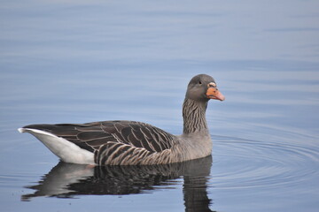 Fototapeta premium Ducks and Waterbirds of Essex