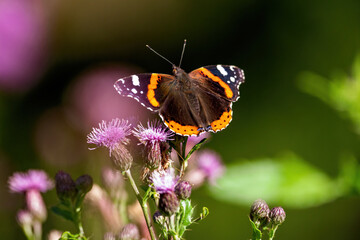 a butterfly on a blossom from a thistle, cirsium palustre, on the mountains at a summer day