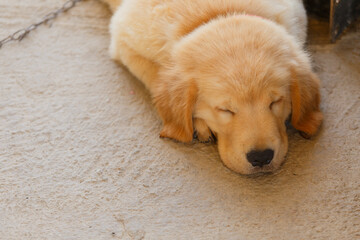 The Puppy Golden retriever is sleeping after play.