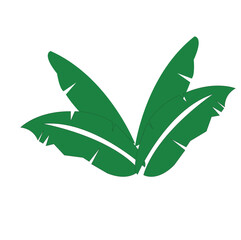 green leaf isolated on white background