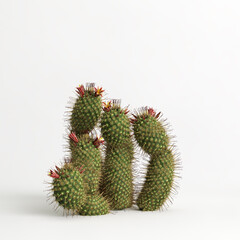 Fototapeta na wymiar 3d illustration of Mammillaria dioica cactus isolated on white bachground