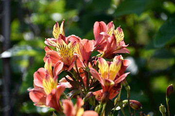 Obraz premium アルストロメリア