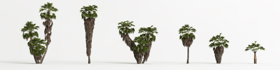 3d illustration of set Washingtonia filifera tree isolated on white bachground