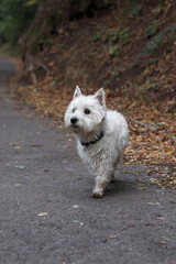 white terrier dog