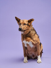 portrait of a beautiful dog lilac background. Mix of breeds. Happy Pet in the studio