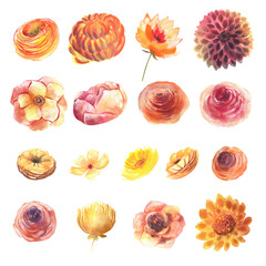Watercolor red, orange and yellow autumn flowers set, fall flower clipart, isolated floral elements on white background