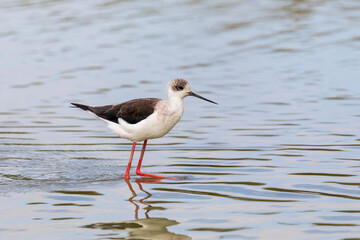 Cavaliere d'italia, Himantopus himantopus, che cammina nella laguna del mare. Uccello acquatico bianco e nero con il becco lungo e le zampe rosse.