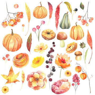 Set of watercolor autumn plants: flowers, pumpkins, leaves, fall berries, mushrooms;  hand painted isolated elements on a white background