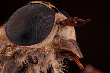 Close up of Horse-Fly head with huge compound eyes, Tabanidae