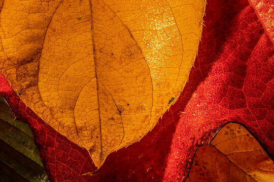 Colorful autum leaves, close up, detail