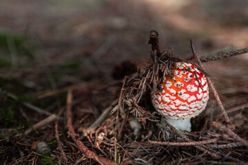 Red toadstool just emerging, Amanita muscaria