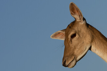 Portrait of a fawn, young female deer, in front of blue sky, dama dama