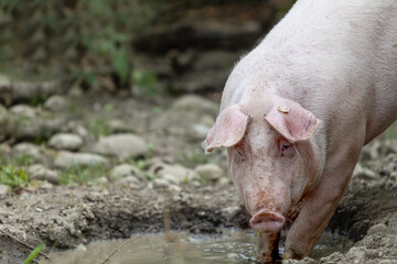 Pink pig, free range, organic farm, mud hole, Sus scrofa