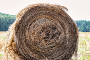 Bales of harvested flax in a summer field. Linum. Close-up. A plant from which oil and clothing are made. Important agricultural crop.