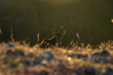 Cabra Montesa En La Sierra de Mijas
