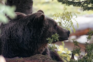 Close-up view of a Louisiana black bear resting by the tree