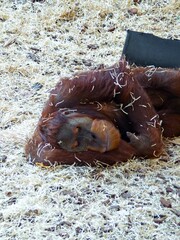 Amnéville Zoo, August 2022 - Beautiful Orangutan
