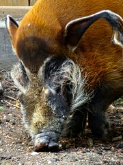 Amnéville Zoo, August 2022 - Magnificent warthog
