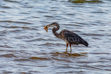 Blue Heron Fishing
