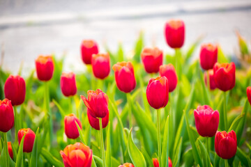Blooming tulips in Holland. Field of red tulips close-up as a concept of the holiday and spring. Pink and red tulips at the Holland Flower Festival.