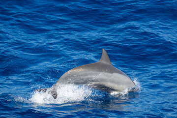 Naklejka premium Dolphins jump out of the sea in Hualien Taiwan
