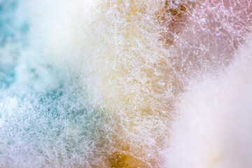 Mold close-up macro. Moldy fungus on food. Fluffy spores mold as a background or texture. Mold...