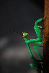 Mantis Religiosa