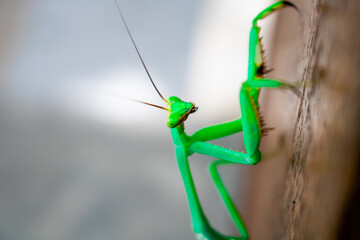 Mantis Religiosa