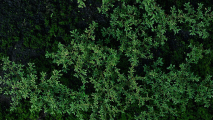 Pilea microphylla also known as angeloweed, artillery plant, joypowder plant or brilhantina