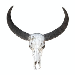 long horn buffalo skull isolated on white background