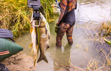 Naklejka premium Spearfishing, trophy catch, equipment, harpoon. Fishing with underwater weapons. Sports hunting.
