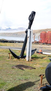Antarctic fur seal (Arctocephalus gazella) lying by an old anchor, at the old whaling station in Grytviken, South Georgia Island
