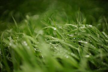 Natural floral background with green grass in big rain drops