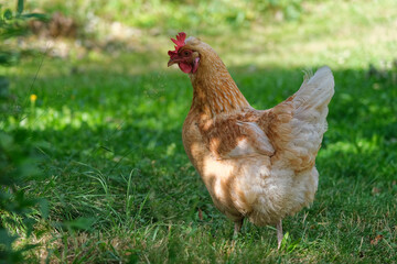 a chicken on green grass