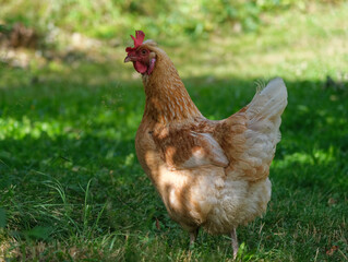 a chicken on green grass