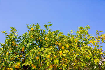 Fototapeta na wymiar Oranges harvest on the plantation in the garden. Citrus trees with mandarins and lemons. Ripe fruits of lemons and oranges on the branches of a tree. Gardening in Cyprus.
