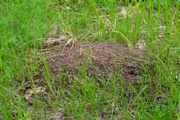 Naklejka na ściany i meble anthill in the green grass isolated, close-up