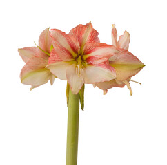 Hippeastrum (amaryllis)  Amore  on white backgrounds