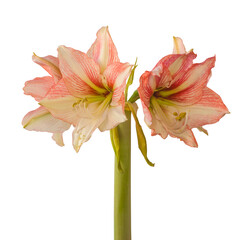 Hippeastrum (amaryllis) Galaxy Group Princes Amore