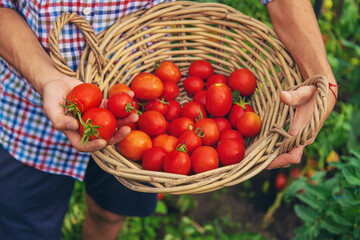 Male farmer harvests tomatoes in the garden. Selective focus.
