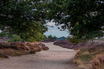 The beautiful nature reserve with the name Balloërveld, with sand drifts, flowering heaths and...
