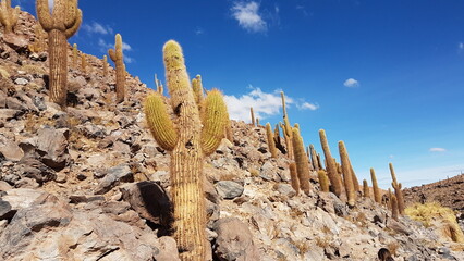 Cactus dans le d&eacute;sert