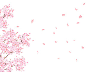 美しく華やかな満開の薄いピンク色の桜の花と花びら舞い散る春の白バックフレームベクター素材イラスト