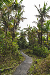 Fototapeta na wymiar paved footpath in tropical rain forest on overcast day
