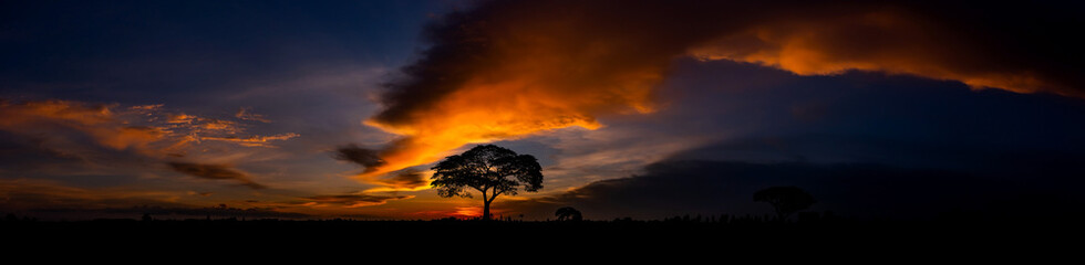 Evening sky of africa and orange sunset with silhouettes of acacia trees and sun setting on the horizon in the Serengeti Park plains, Tanzania, Africa.Wild safari landscape. - obrazy, fototapety, plakaty