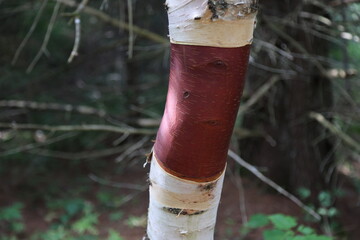 The characteristic birch bark in the park of La Mauricie, Quebec