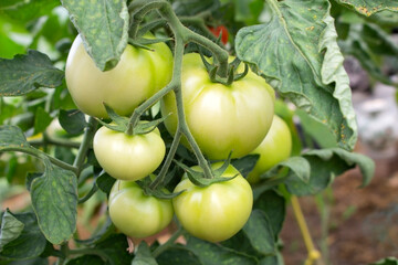 Group of growing green unripe tomatoes in a greenhouse in a vegetable garden.