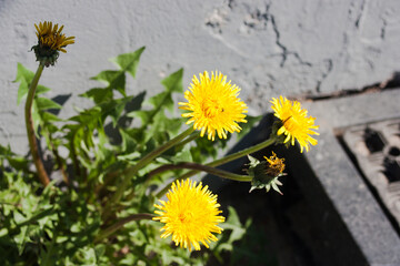 dandelions on a wooden background