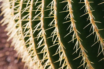 Golden Barrel Cactus abstract background texture close up. Echinocactus grusonii, Ferocactus with long dangerous spines close up. Found in deserts of Southwestern North America Botanical garden plants