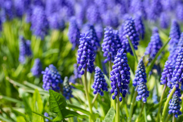 niebieski szafirki w ogrodzie wiosną 